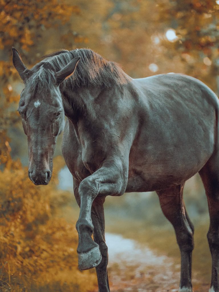 Pferdefotografie Ein elegantes Pferd steht in einer herbstlichen Landschaft mit orangefarbenem Laub.