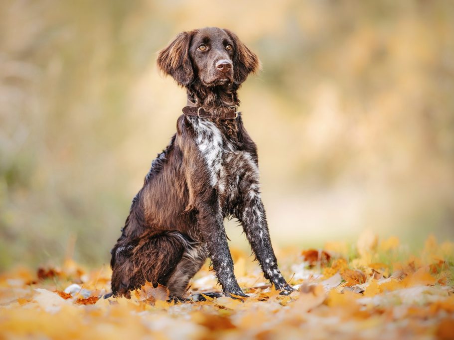Hundefotografie Brauner Hund mit gesprenkeltem Fell sitzt auf buntem Herbstlaub. Portrai Outdoorshooting