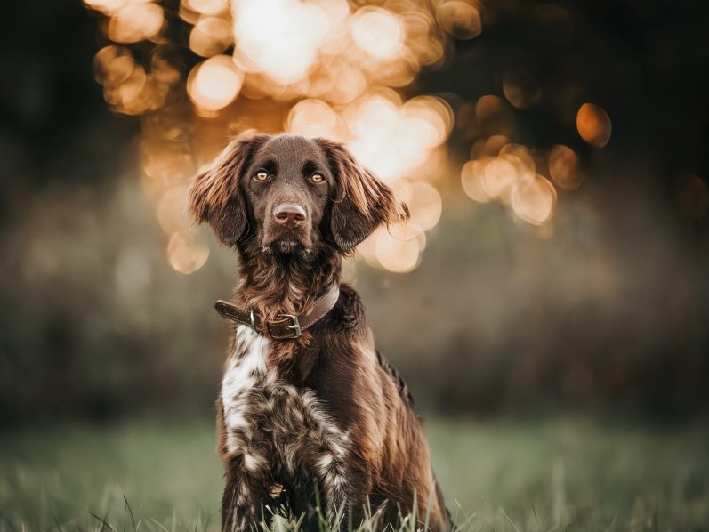 Hundefotografie Kleiner Münsterländer mit glänzendem Fell steht im Gras vor unscharfem, goldenem Hintergrund.