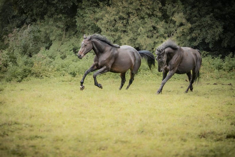 Pferdefotografie Zwei Pferde laufen über eine grüne Wiese.