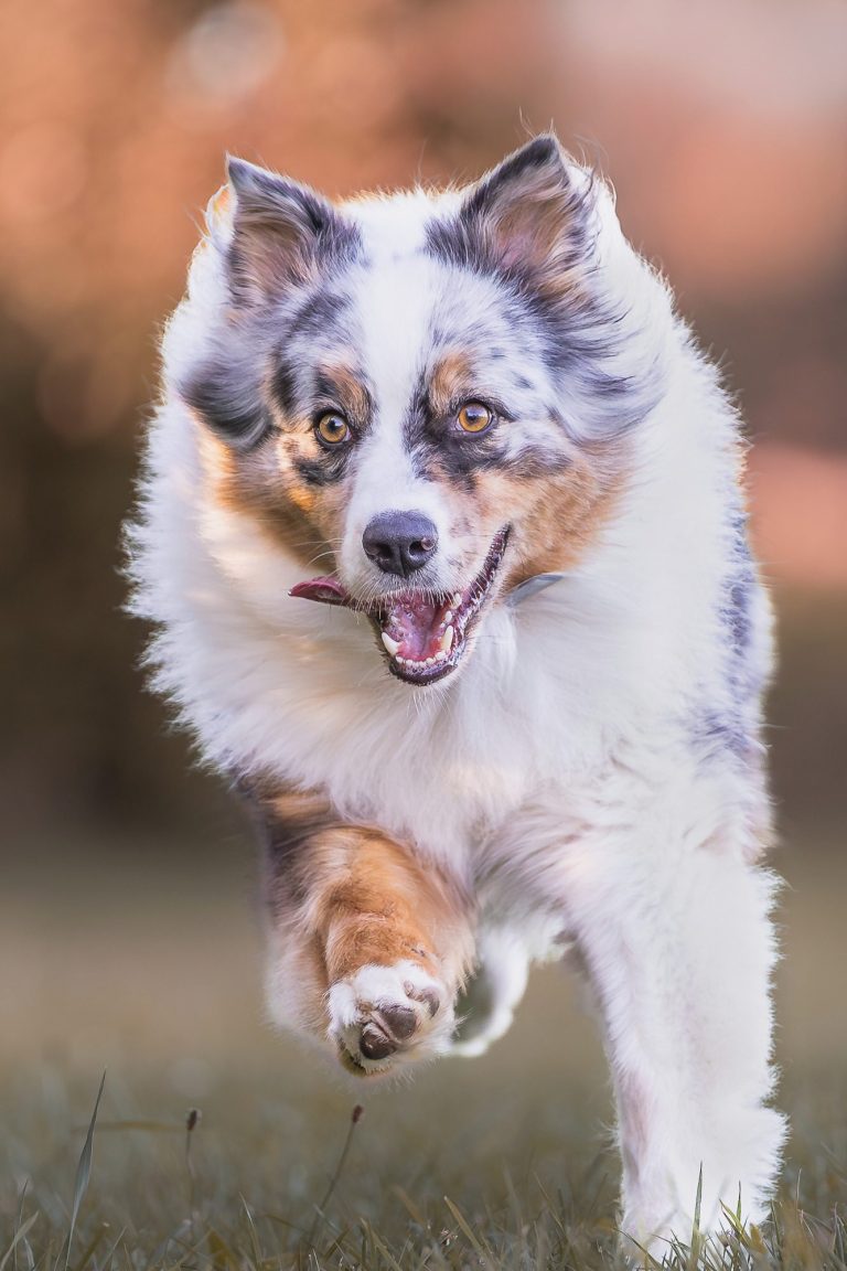 Ein fröhlicher, braun-weißer Hund läuft mit offenem Mund über eine grüne Wiese. Actionaufnahme