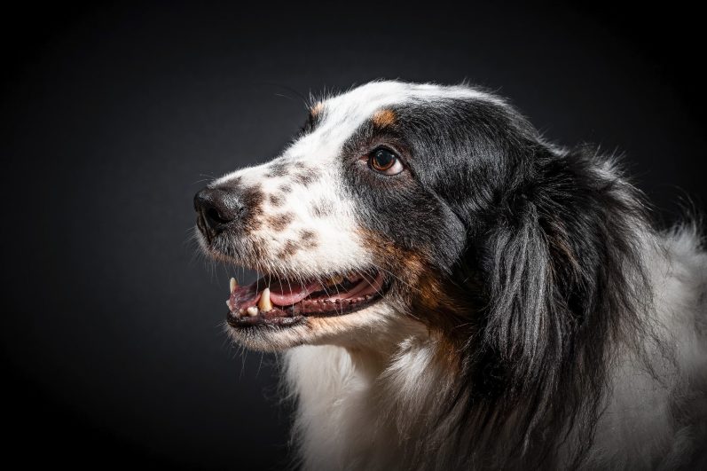 Hundefotografie Schwarz-weißer Hund mit langen Haaren, der freundlich schaut. Studioshooting im mobilen Fotostudio