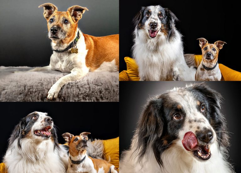 Hundefotografie Studioshooting Fotoprodukte Zwei Hunde, einer groß und pelzig, der andere klein und kurzhaarig, posieren zusammen. Studioshooting Fotoaufsteller hinter Acrylglas