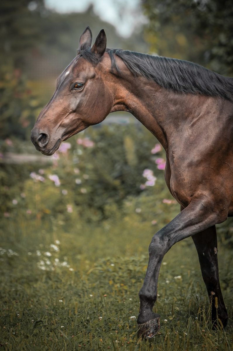 Pferdefotografie Braunes Pferd geht durch eine blühende Wiese mit grünen Pflanzen im Hintergrund. Portrait Outdoorshooting