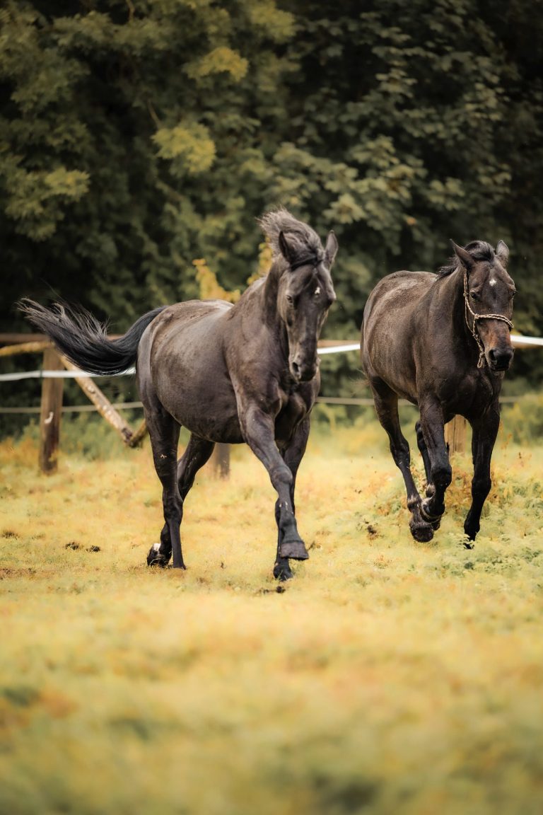 Pferdefotografie Zwei schwarze Pferde laufen über eine grüne Wiese im Freien. Sammelshooting