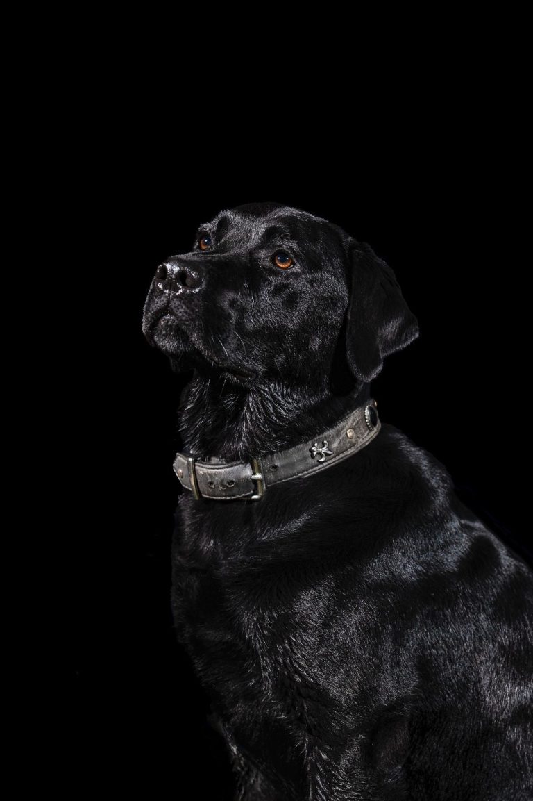 Hundefotografie Schwarzer Hund mit Halsband, vor schwarzem Hintergrund. Studioshootng