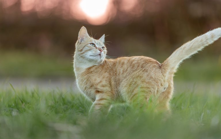 Tierfotografie Eine orangefarbene Katze steht auf der Wiese und schaut nach rechts. Katenfotografie-Portrait