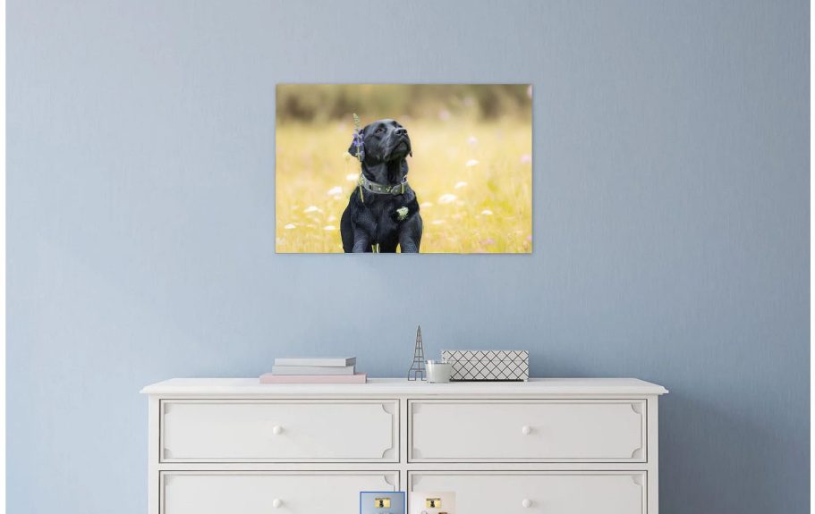 Hundefotografie Fotoprodukte Schwarzer Labrador steht auf einer blühenden Wiese vor einer hellblauen Wand. Wandbild Eyecatcher